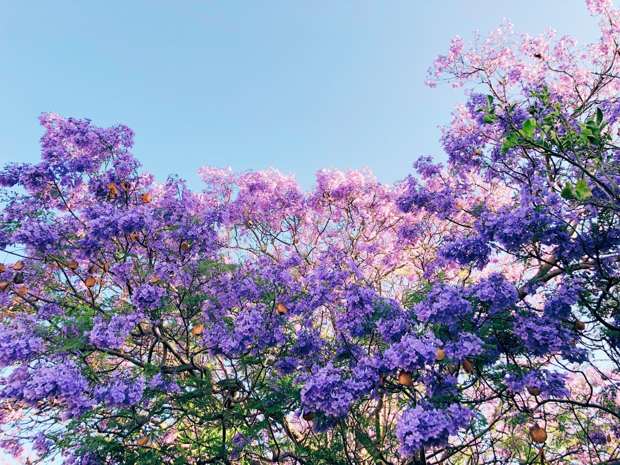 jacarandas-el-espectaculo-purpura-que-anuncia-la-primavera-en-cdmx